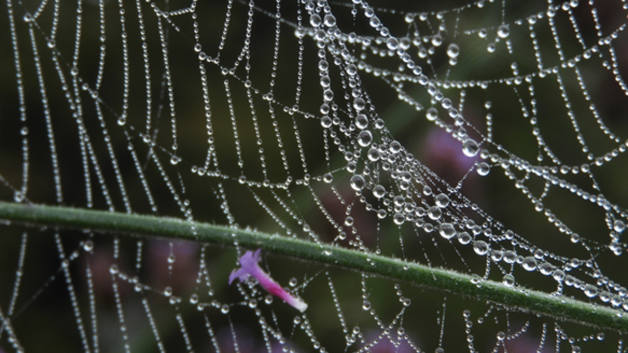 Fotografska razstava ZAPLETENO ŽIVLJENJE 