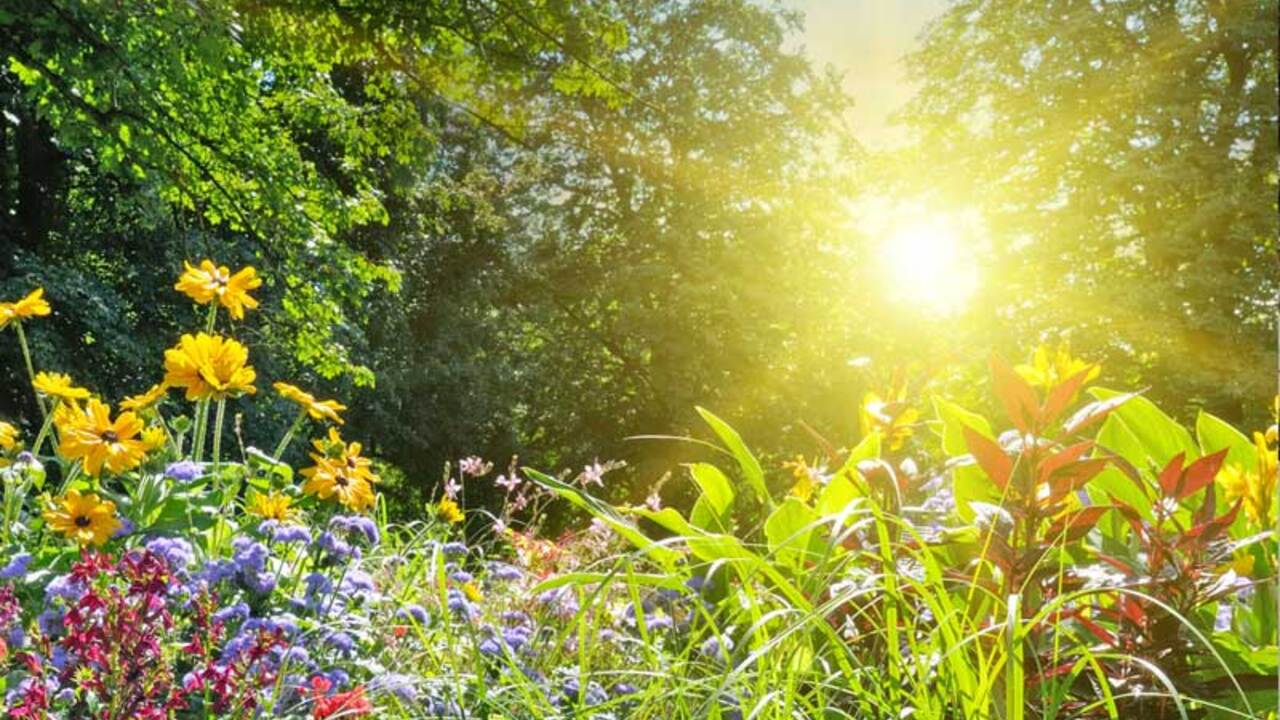 Ujeti trenutki v naravi: Čuječa fotografija