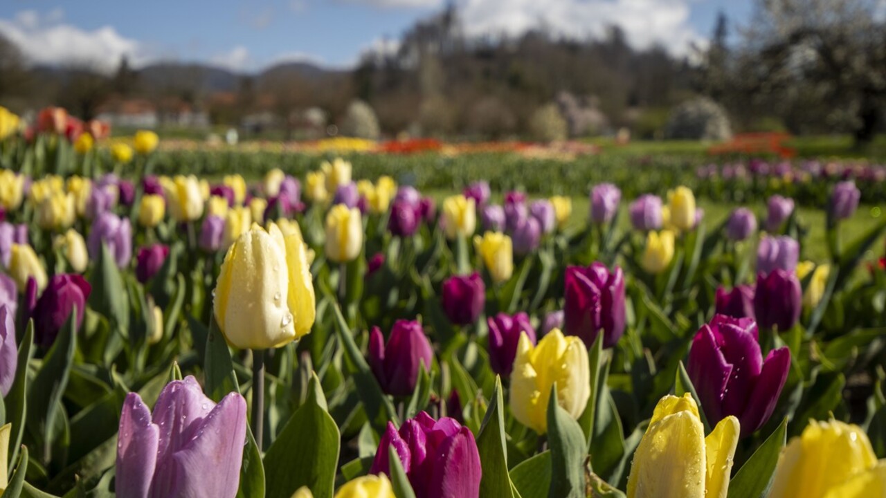 Spomladanska razstava cvetja in tulipanov