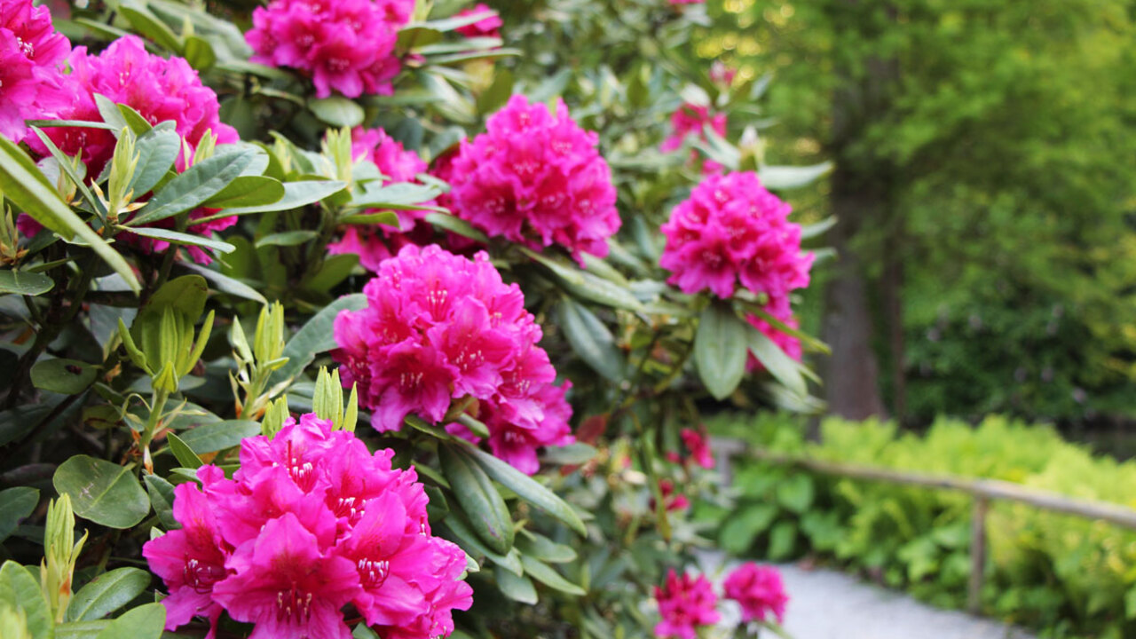 Cvetoči sleči in okrasni luki